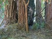  Redwoods, Muir woods, just north of San Francisco