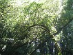  Redwoods, Muir woods, just north of San Francisco