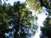  Redwoods, Muir woods, just north of San Francisco