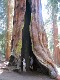  Giant Sequoia, Yosemite