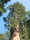  Giant Sequoia, Yosemite