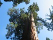  Giant Sequoia, Yosemite