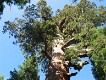  Giant Sequoia, Yosemite