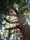  Giant Sequoia, Yosemite