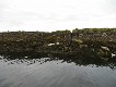  Seals, nr Oban